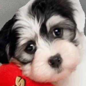 Meet your Posher, Reagan